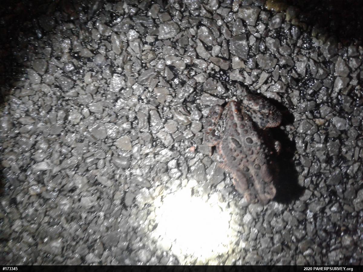 Eastern American Toad