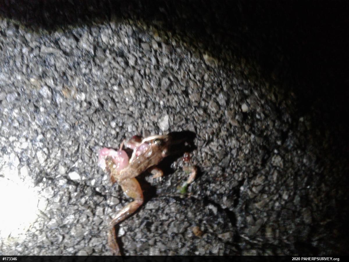 Wood Frog