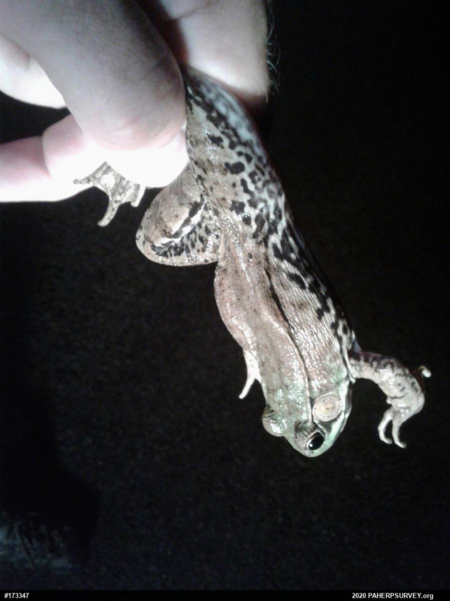 Green Frog
