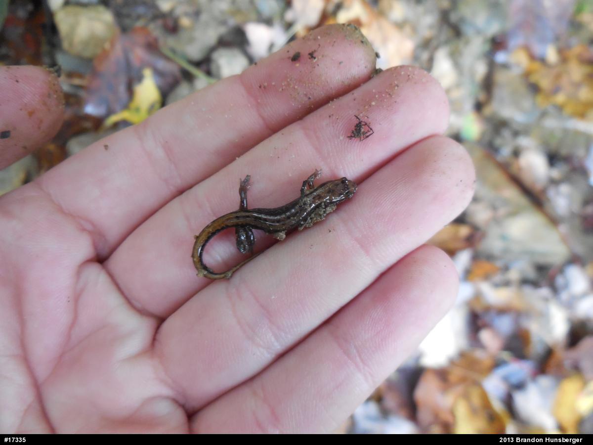 Allegheny Mountain Dusky Salamander