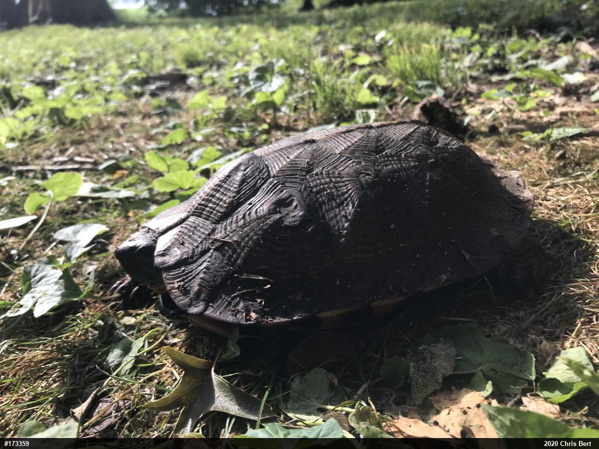 Wood Turtle