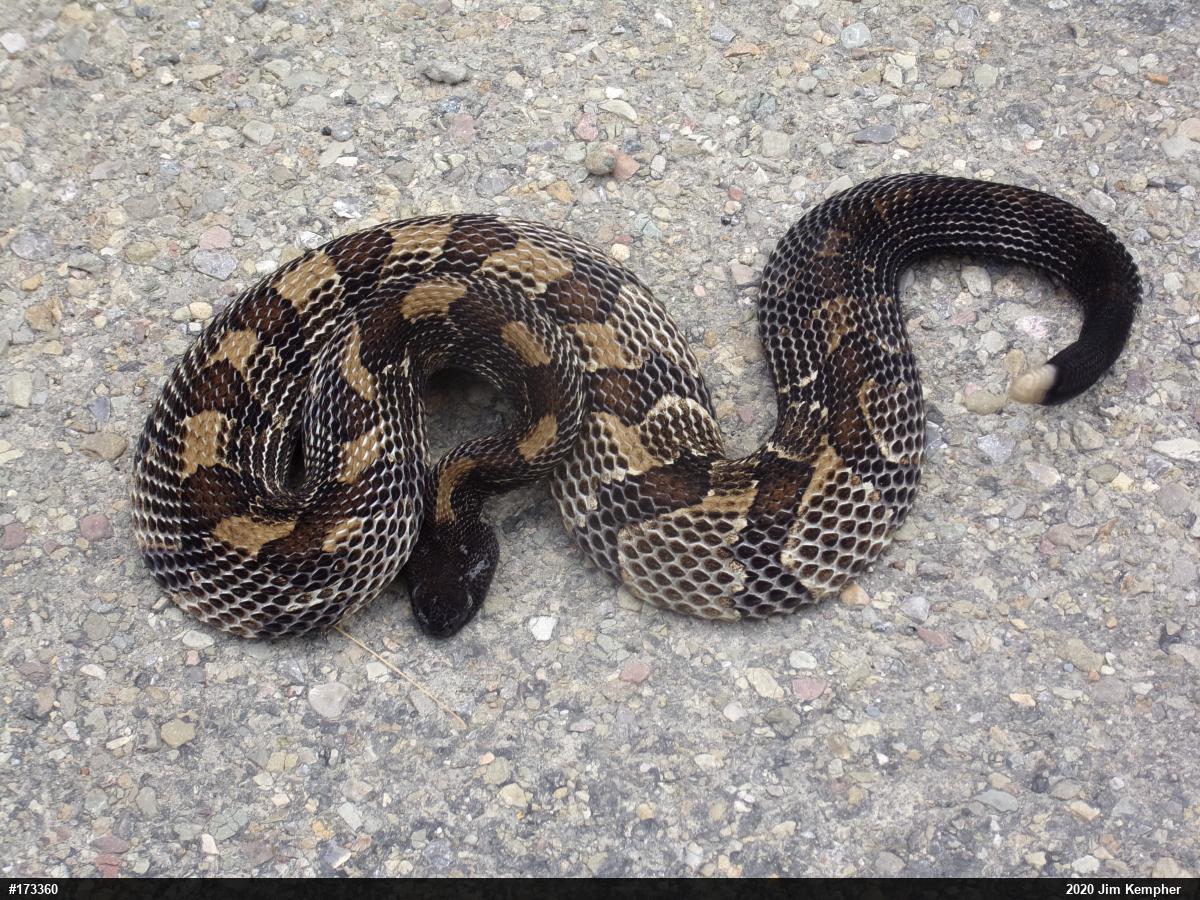 Timber Rattlesnake