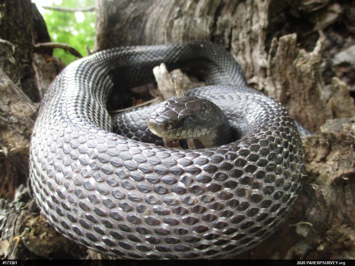 Eastern Ratsnake