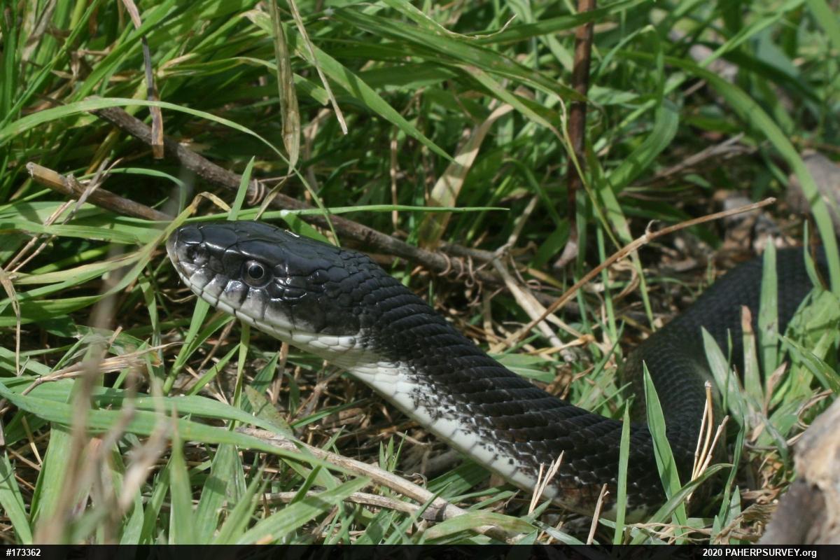 Eastern Ratsnake