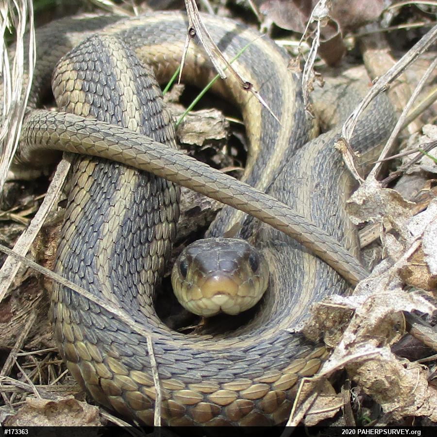 Eastern Gartersnake