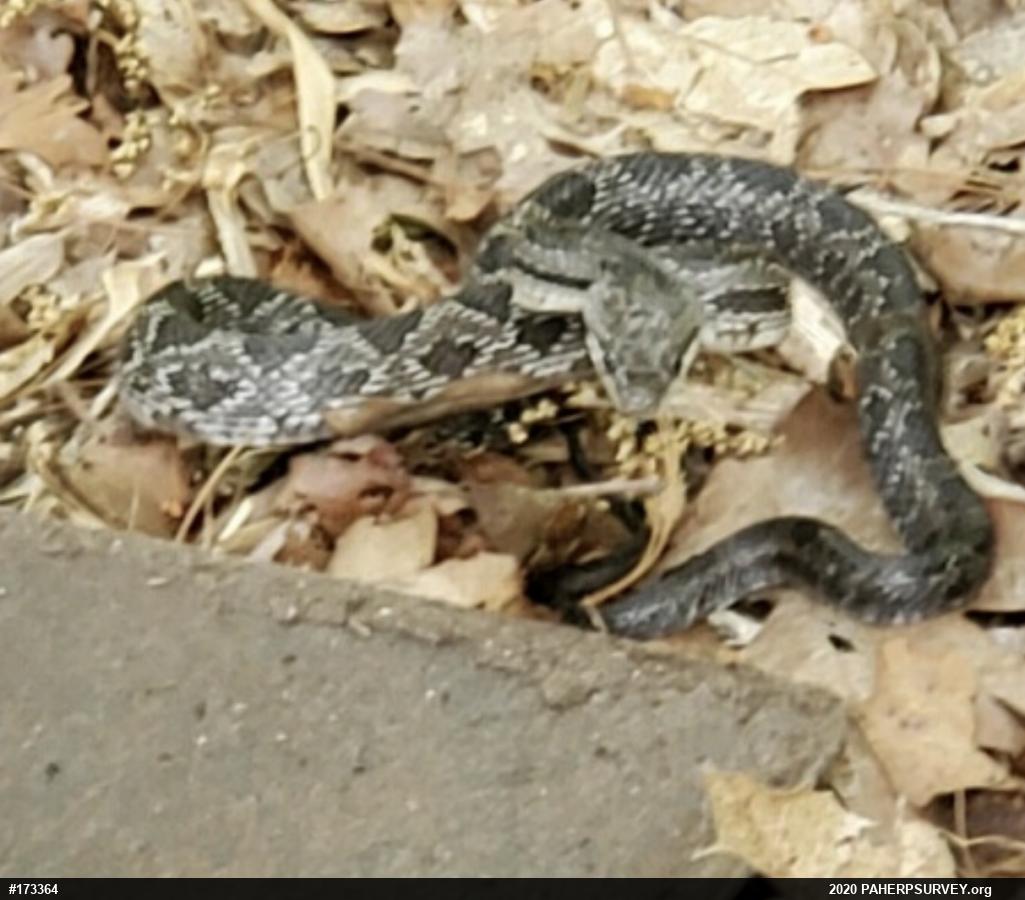 Eastern Ratsnake
