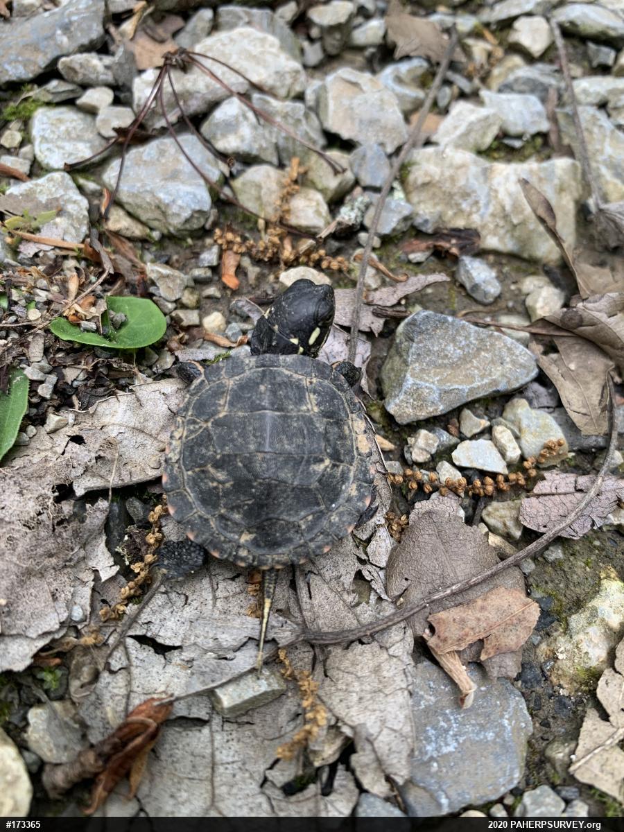 Eastern Painted Turtle