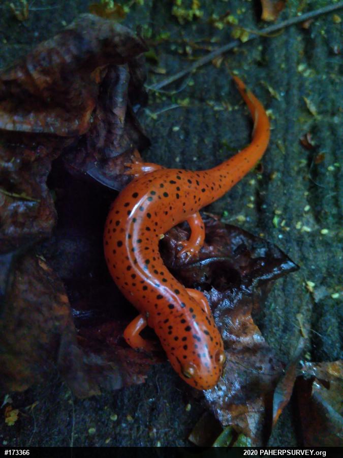 Northern Red Salamander