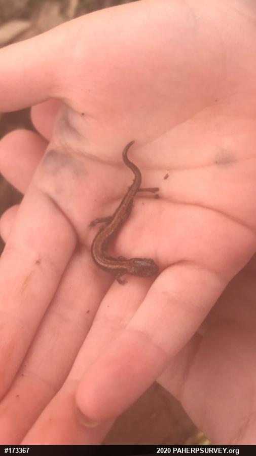 Eastern Red-backed  Salamander
