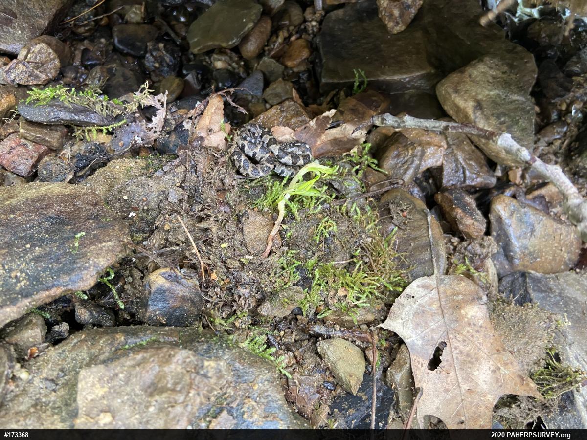 Northern Watersnake