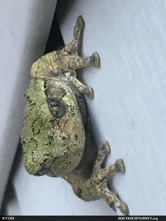 Unknown Gray Treefrog