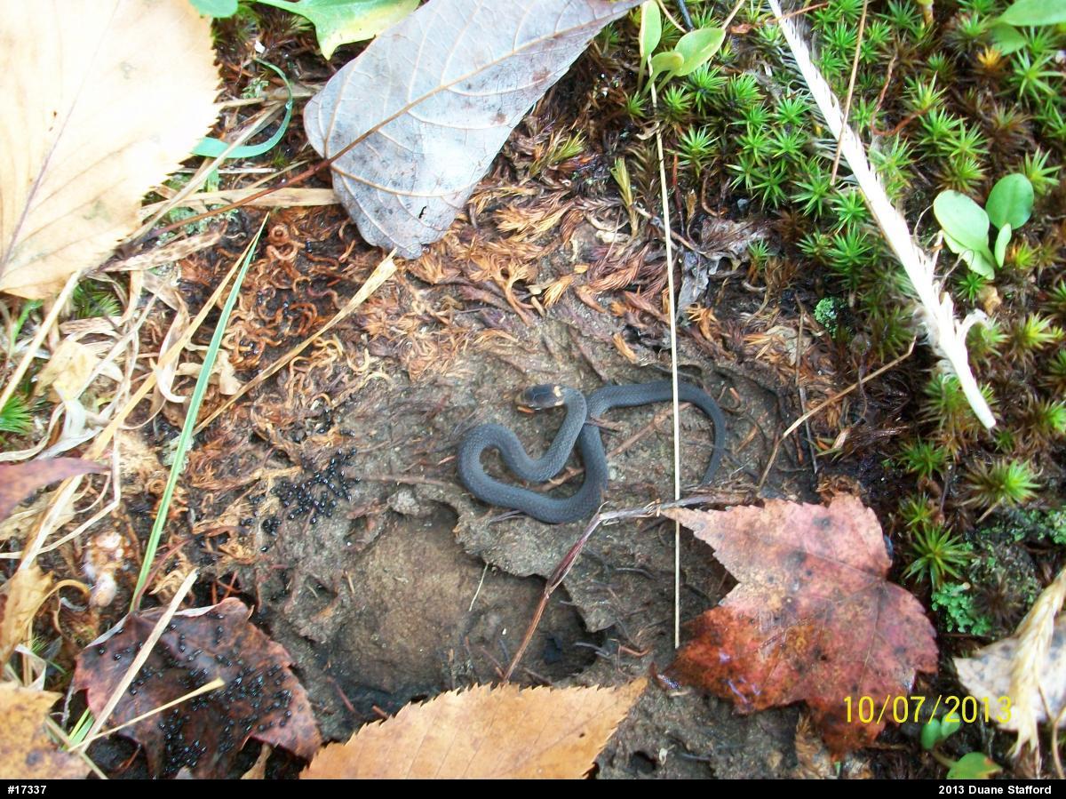 Red-bellied Snake