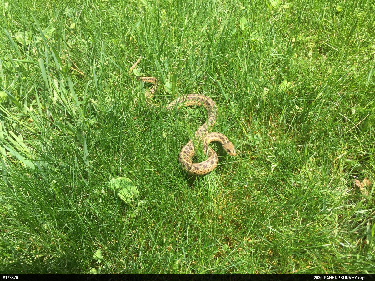 Eastern Gartersnake