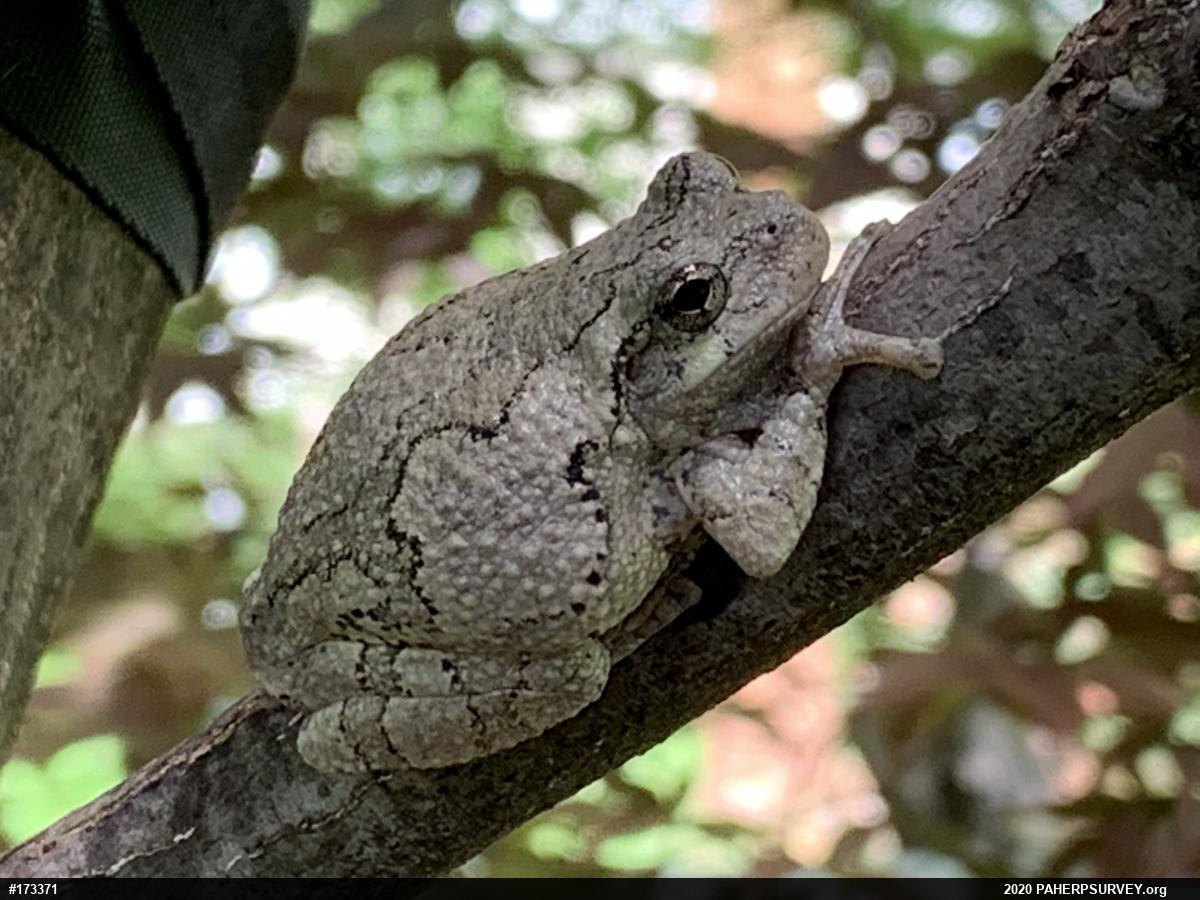 Unknown Gray Treefrog