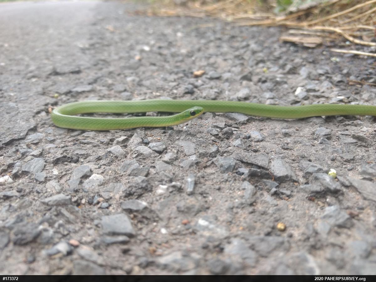 Smooth Greensnake