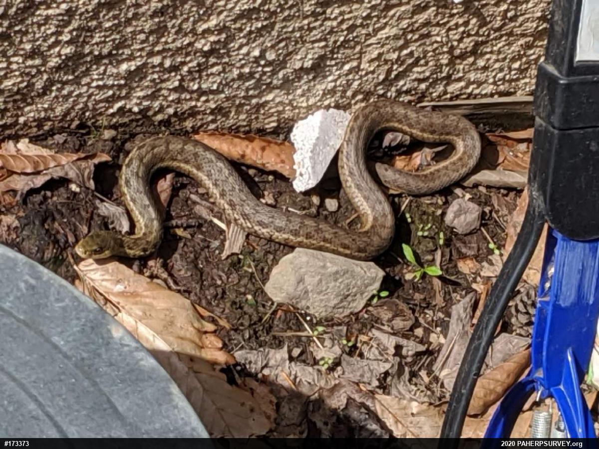Eastern Gartersnake