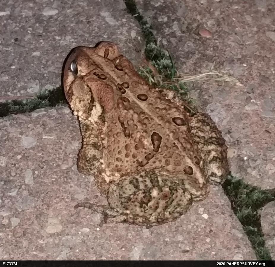 Eastern American Toad