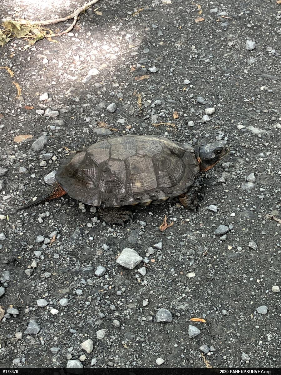 Wood Turtle
