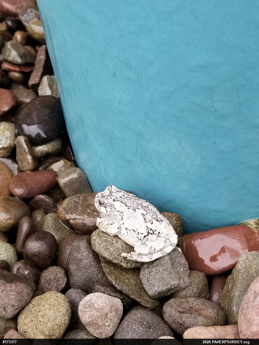 Unknown Gray Treefrog