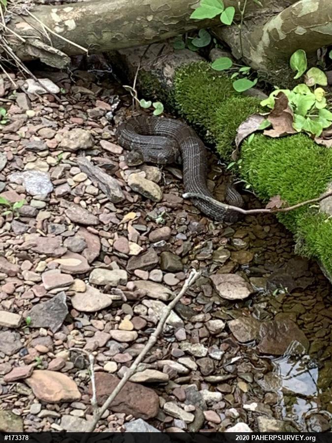 Northern Watersnake