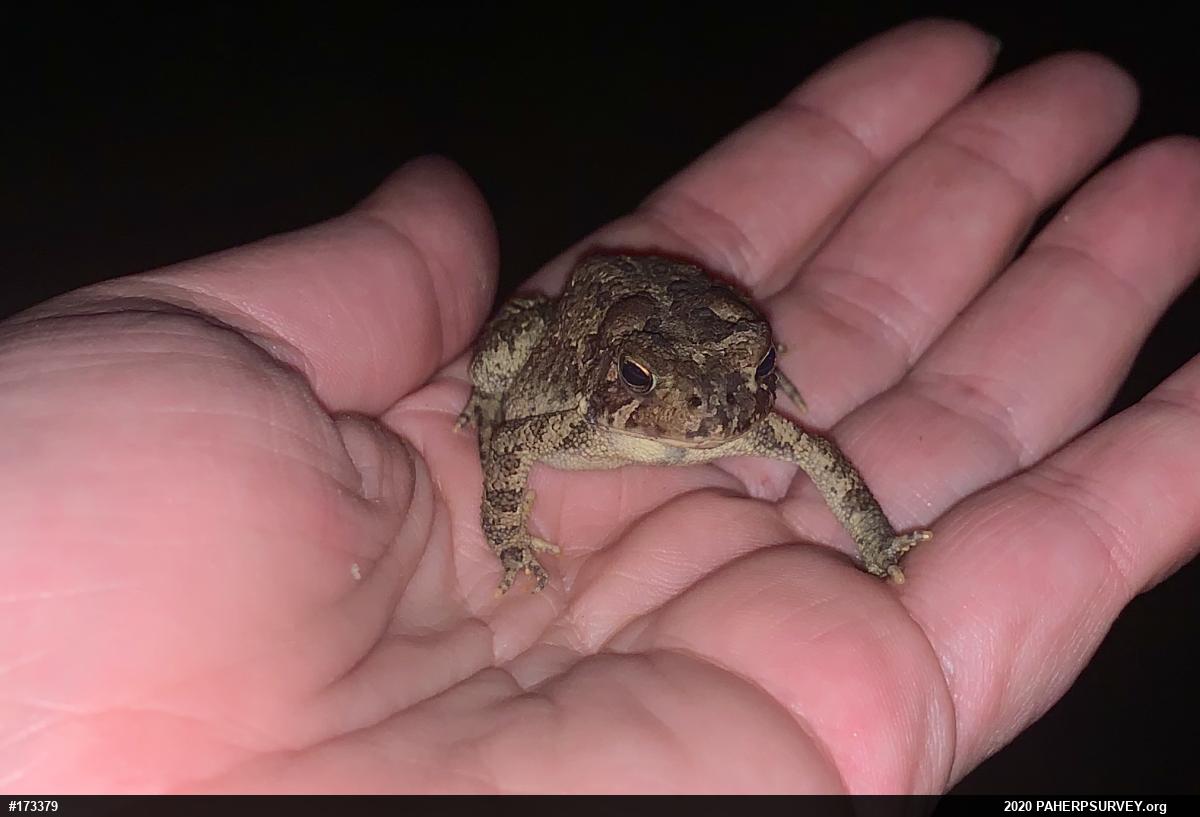 Eastern American Toad