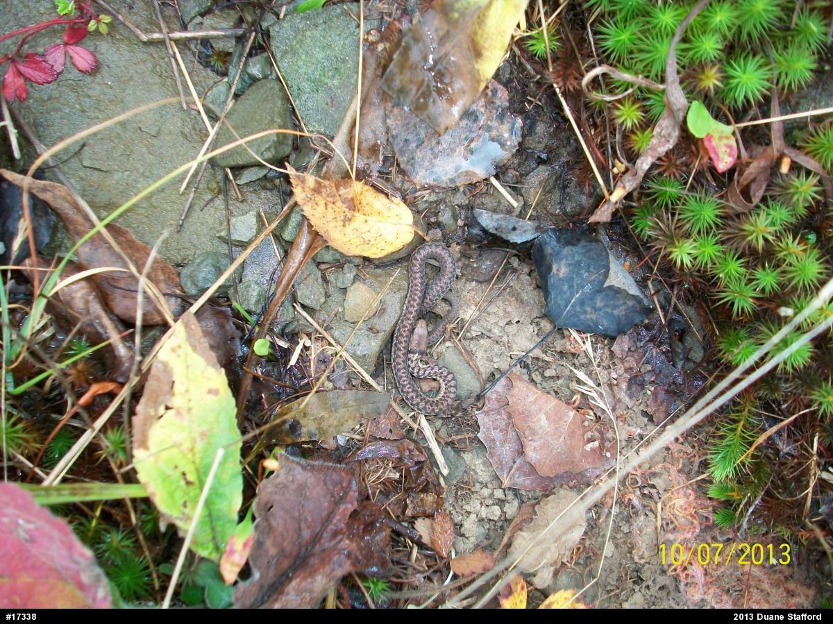 Eastern Gartersnake