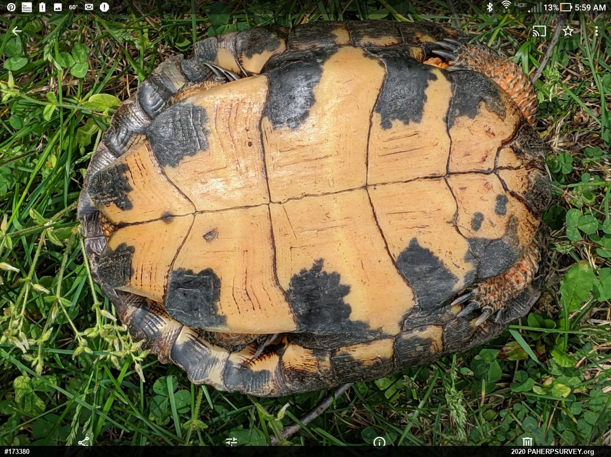 Wood Turtle