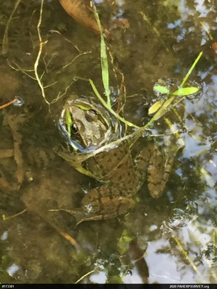 Green Frog