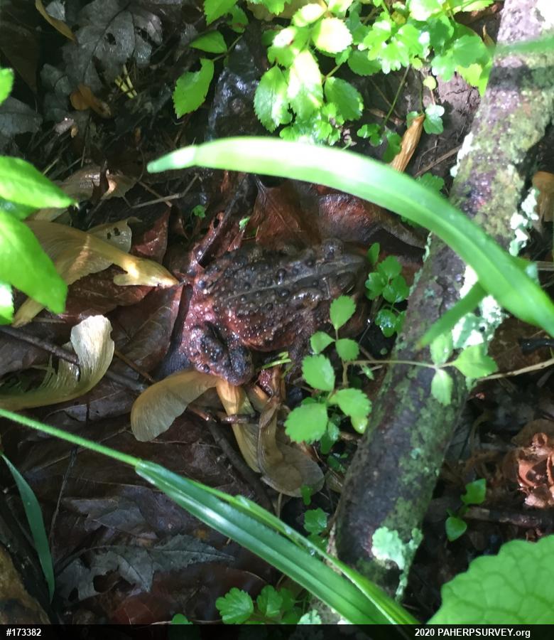 Eastern American Toad