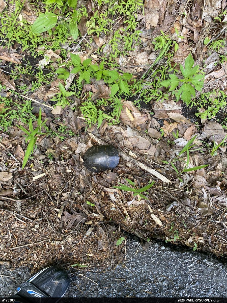Painted Turtle