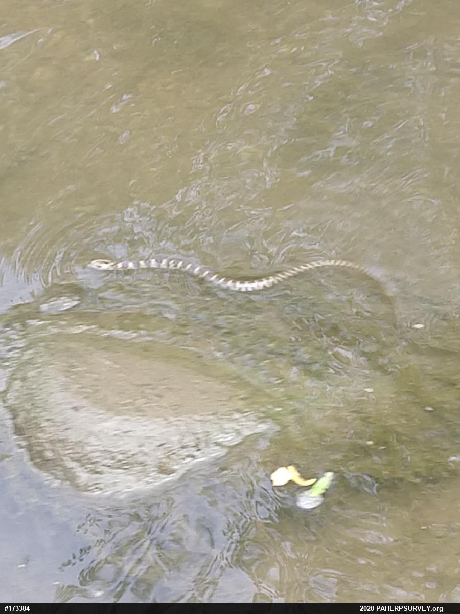 Northern Watersnake