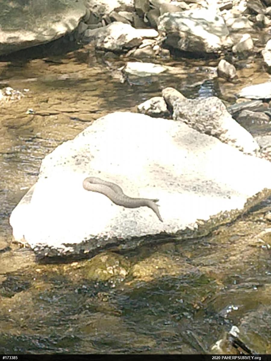 Northern Watersnake