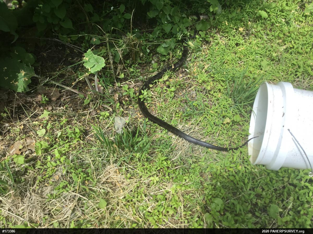 Eastern Ratsnake