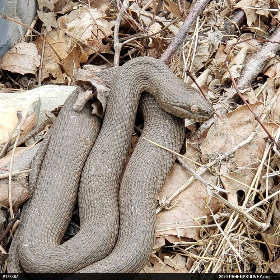 Northern Watersnake