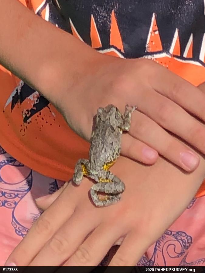 Unknown Gray Treefrog