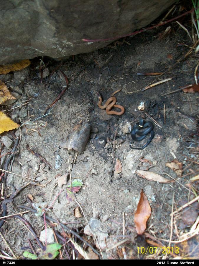 Northern Ring-necked Snake