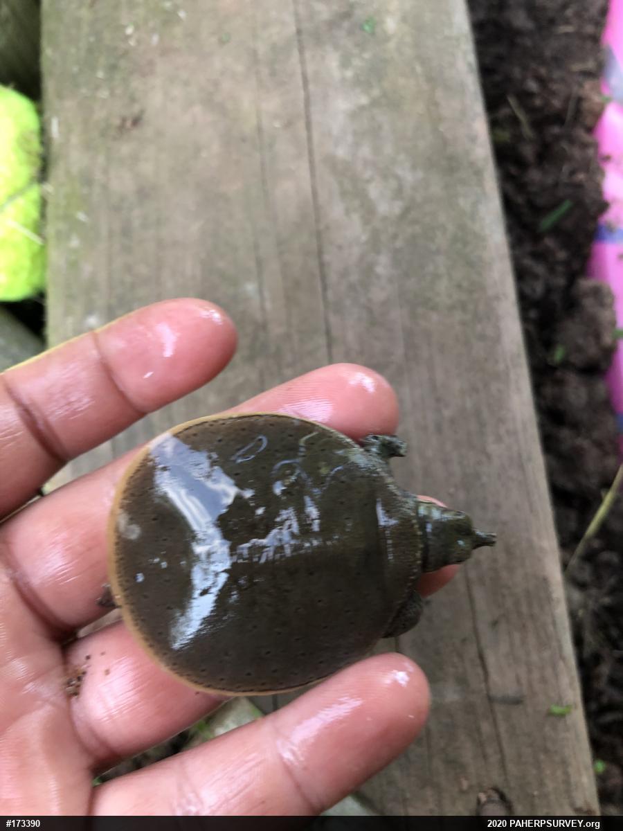 Eastern Spiny Softshell