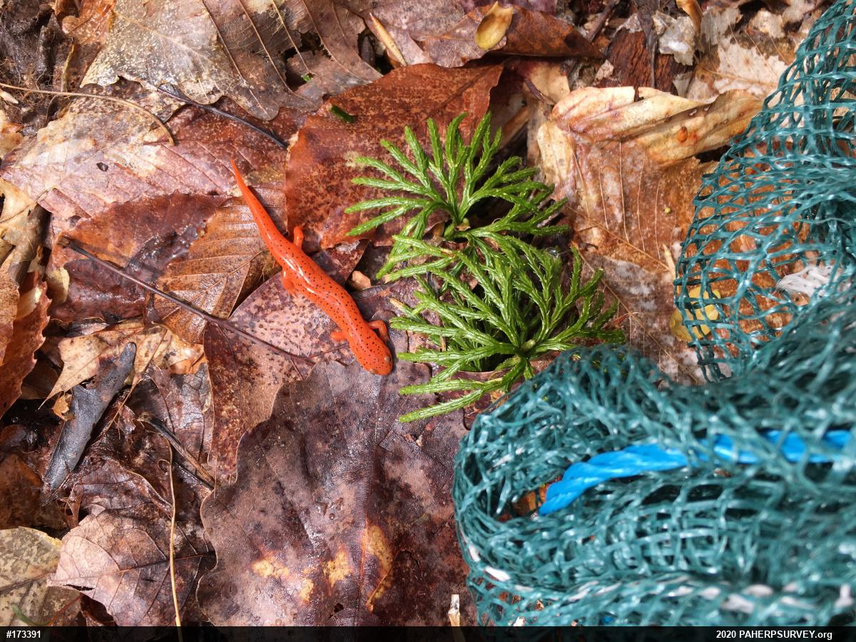 Northern Red Salamander