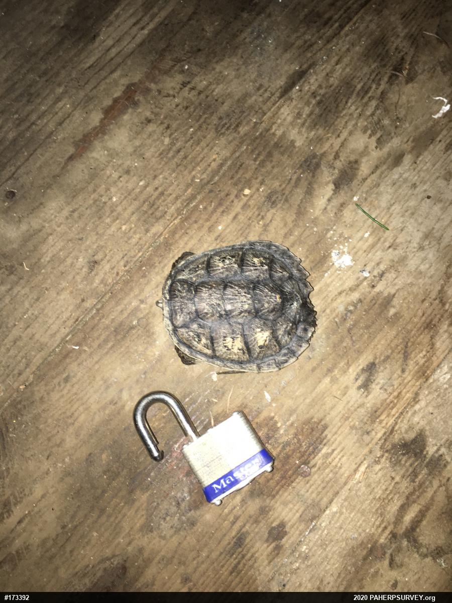 Snapping Turtle