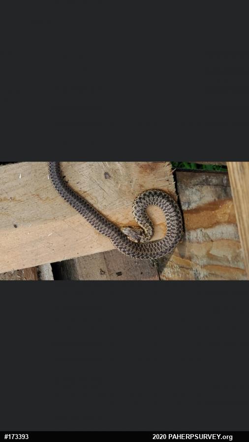 Eastern Gartersnake