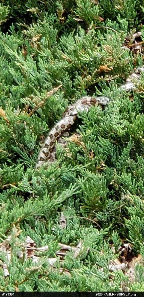 Eastern Milksnake