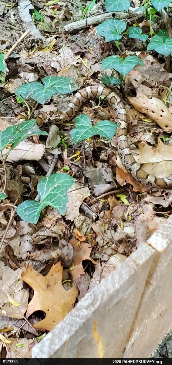 Eastern Milksnake