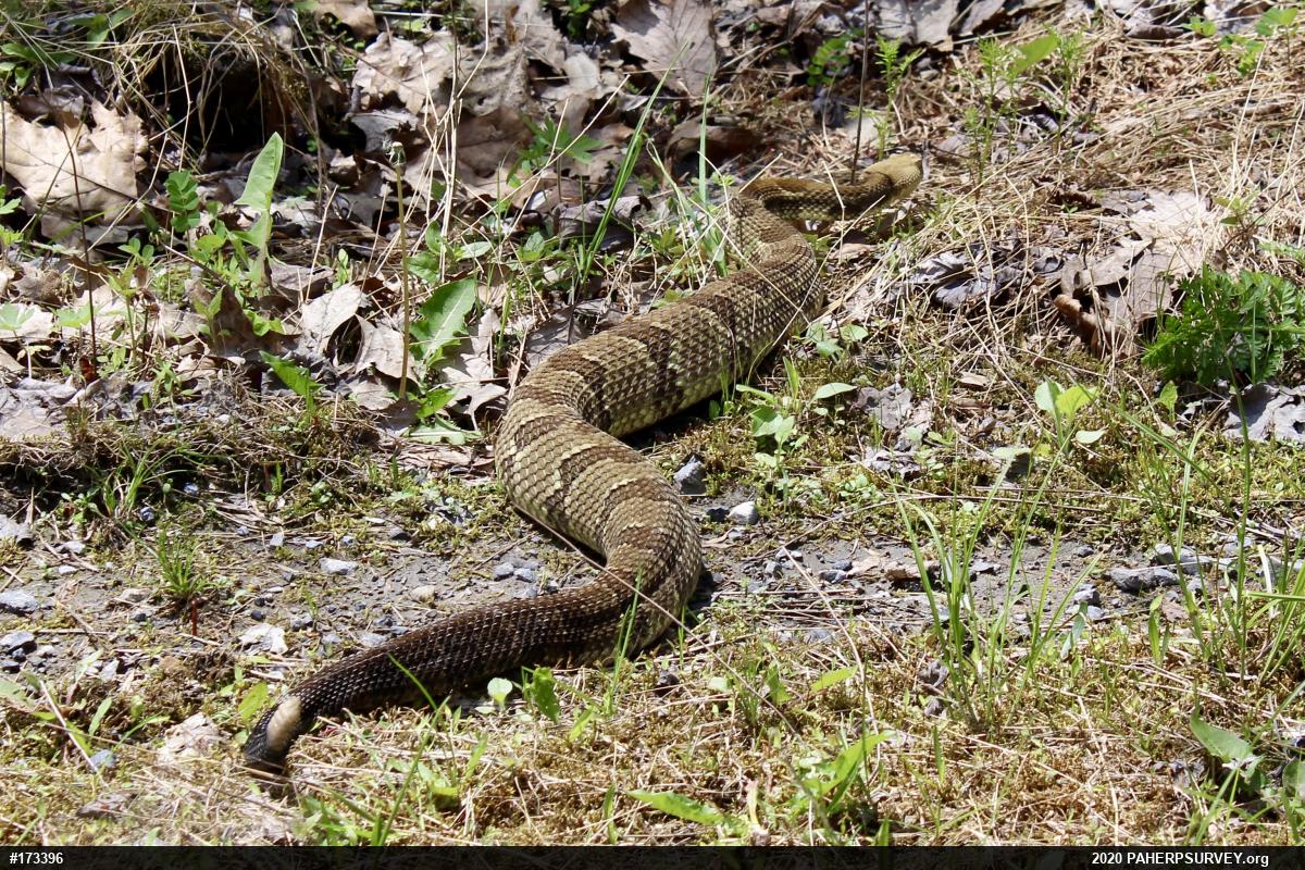 Timber Rattlesnake