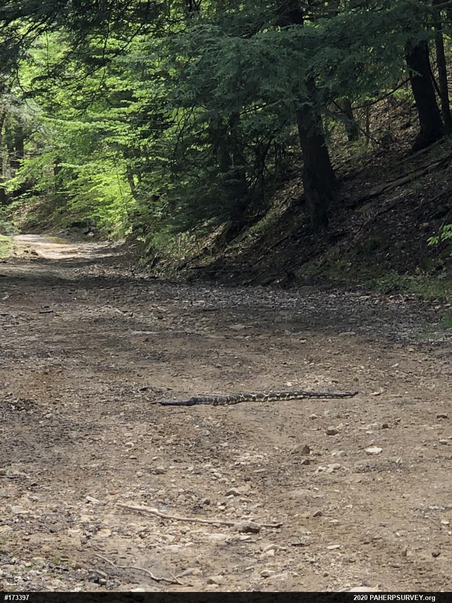 Timber Rattlesnake