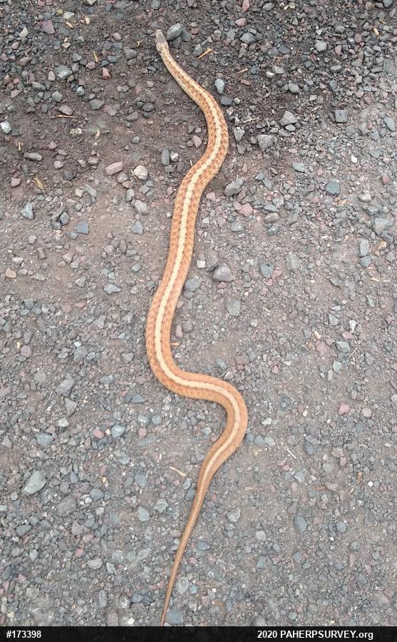 Dekay's Brownsnake