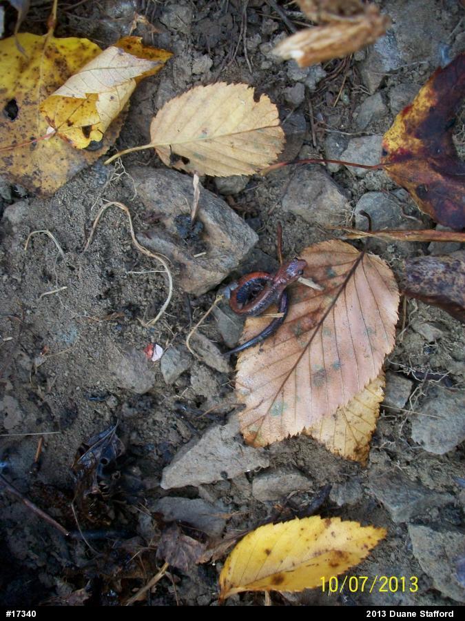 Eastern Red-backed  Salamander
