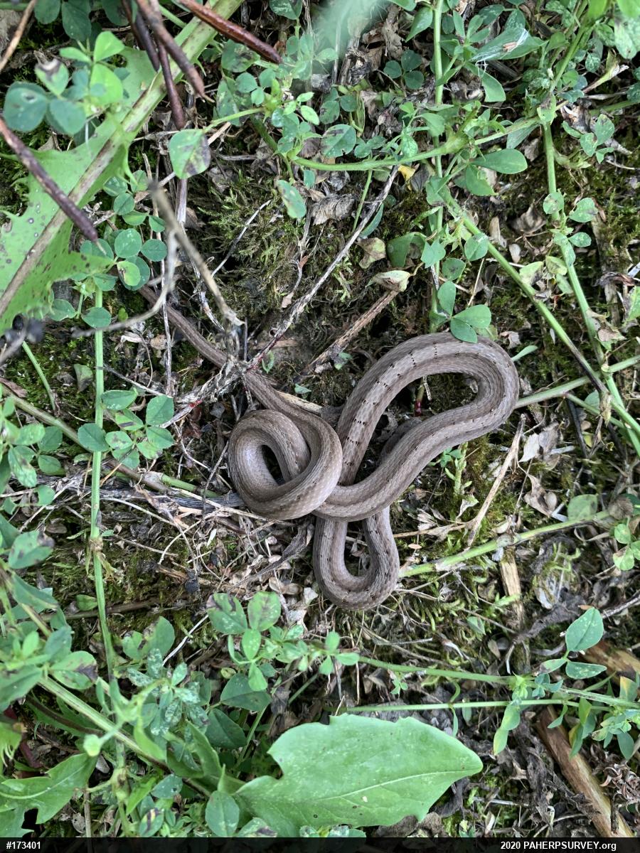 Dekay's Brownsnake