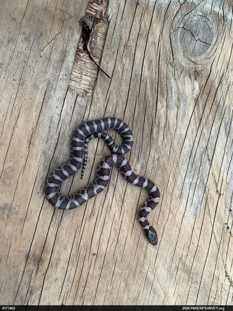 Eastern Milksnake