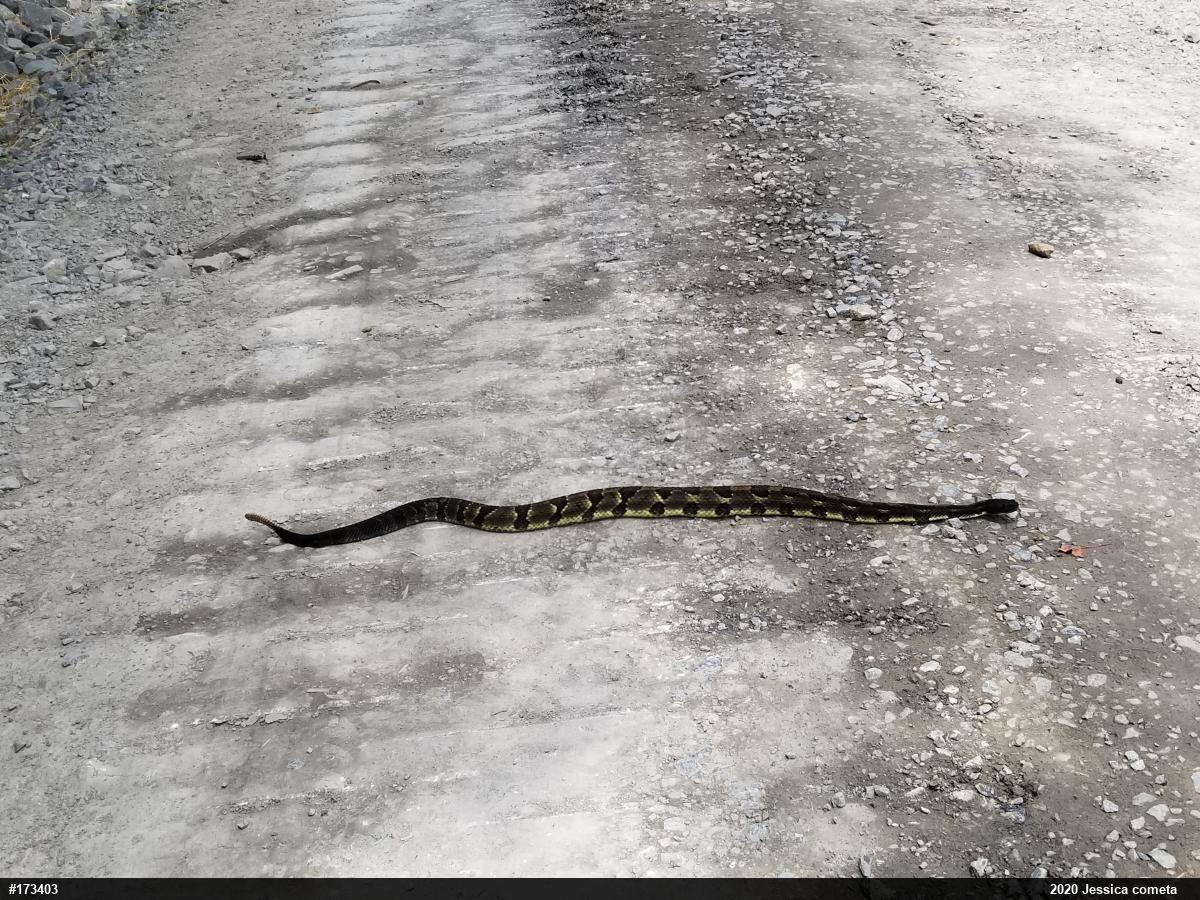 Timber Rattlesnake