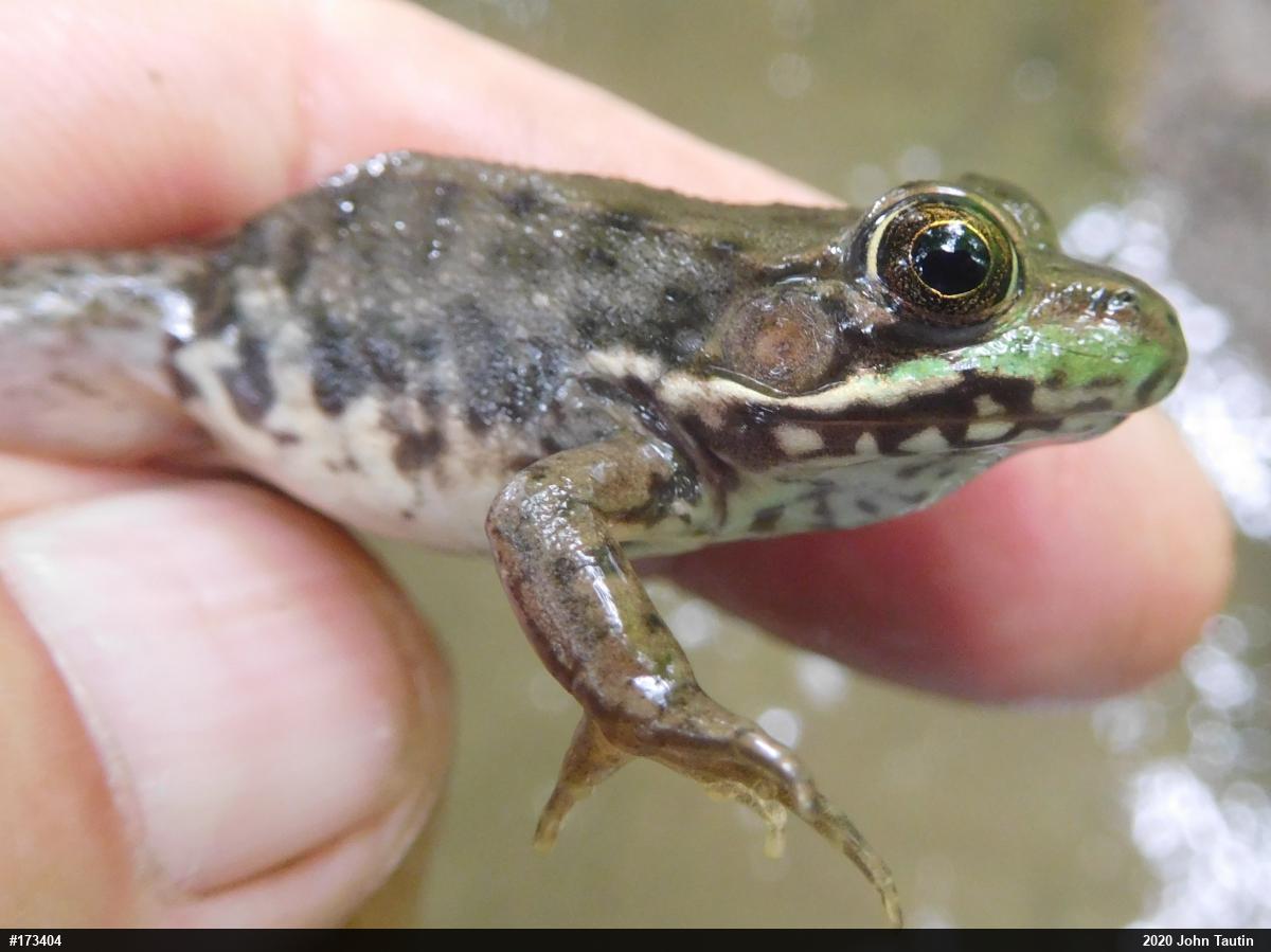 Green Frog